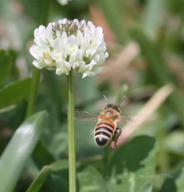 A bee is hovering over a white clover flower.