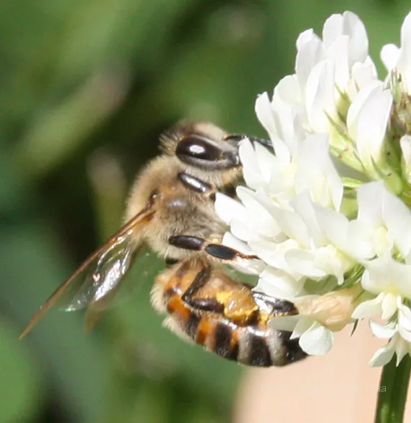 A bee is sitting on a white flower.
