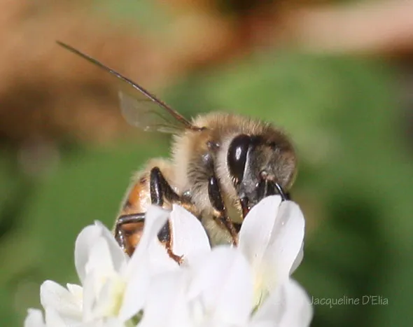 A bee is sitting on a white flower.