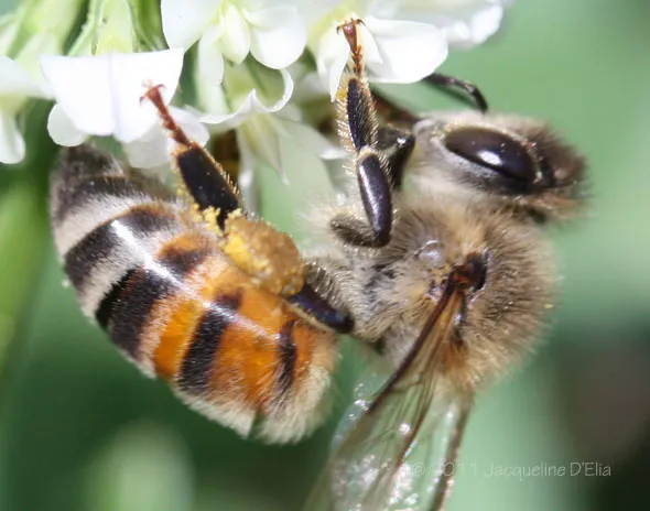 A honey bee is sitting on a white flower.