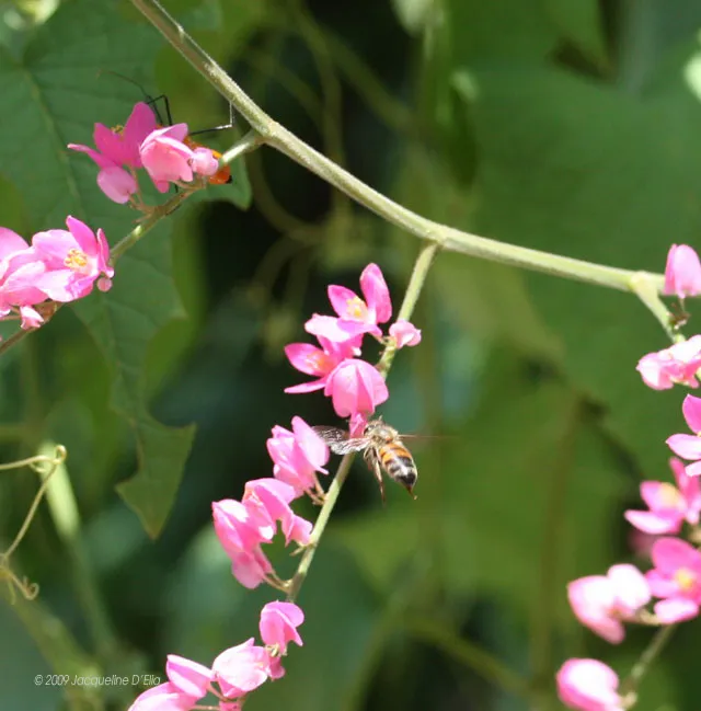 A bee is sitting on a pink flower.