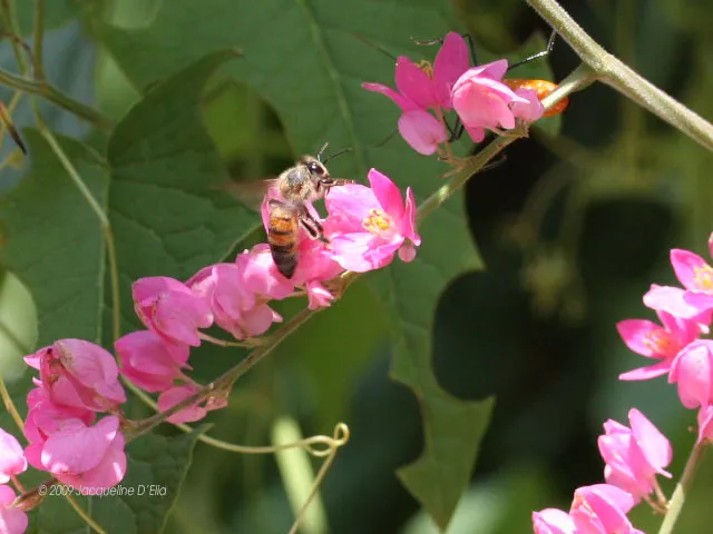 A bee is sitting on a pink flower.