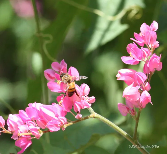 A bee is on a pink flower with green leaves.