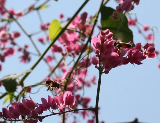 Bees on a pink flower with green leaves.