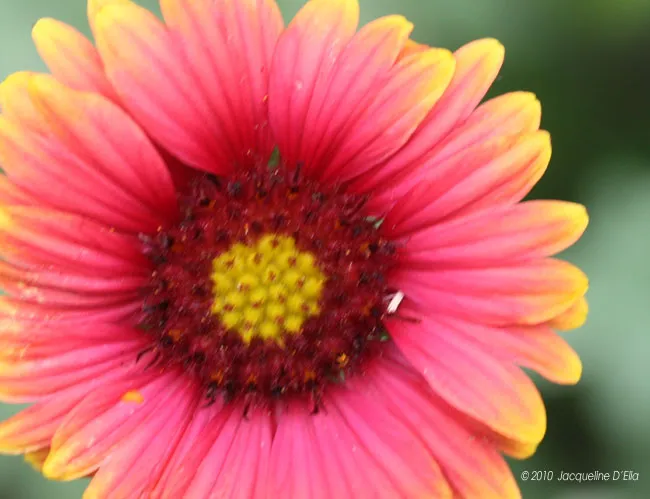 A close up of a pink and yellow flower.