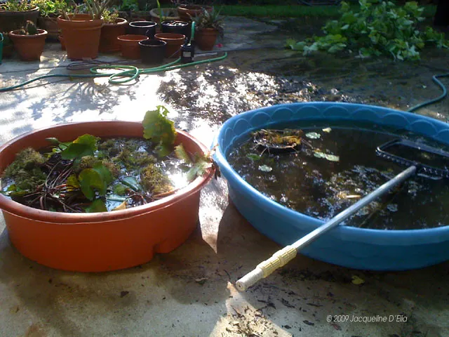 Two bowls of water with plants in them.