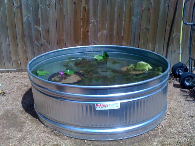 water lilies potted