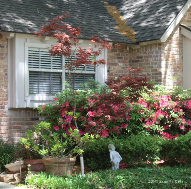 Japanese Maple Understory Tree