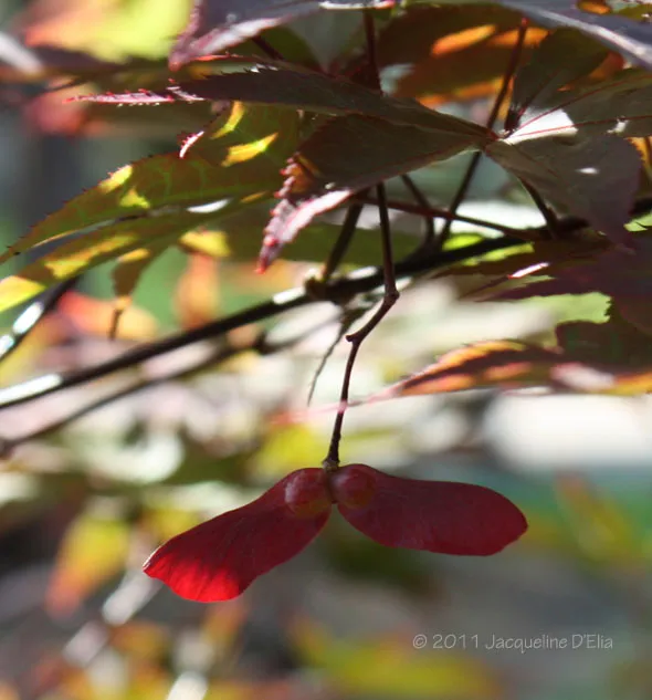 A red leaf on a tree branch.