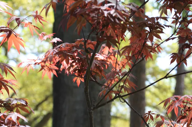 Japanese Maple Sunlight Filtering