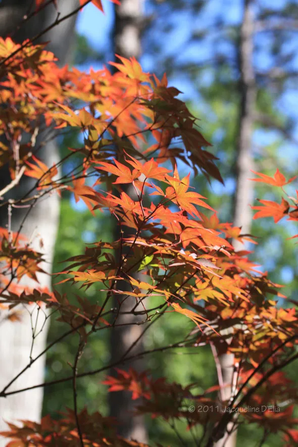A tree with red leaves in the forest.