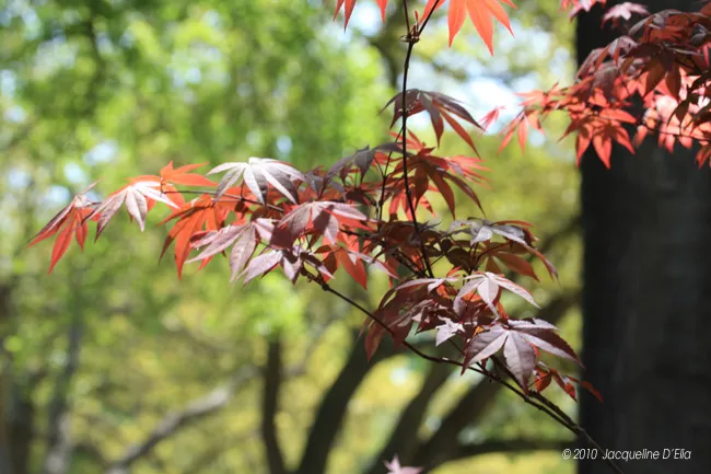 Red leaves on a tree in a park.