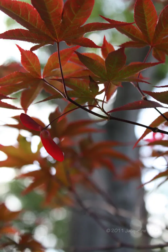 Red leaves on a tree.