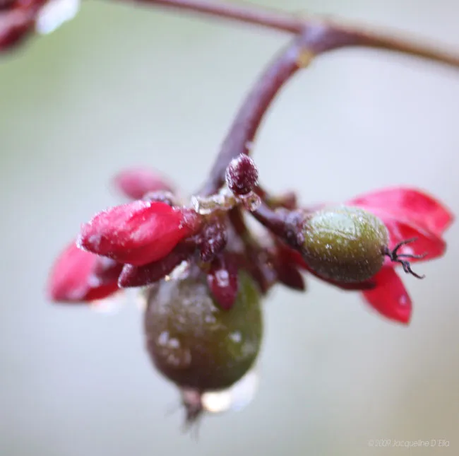 A close up of a red flower with water droplets on it.