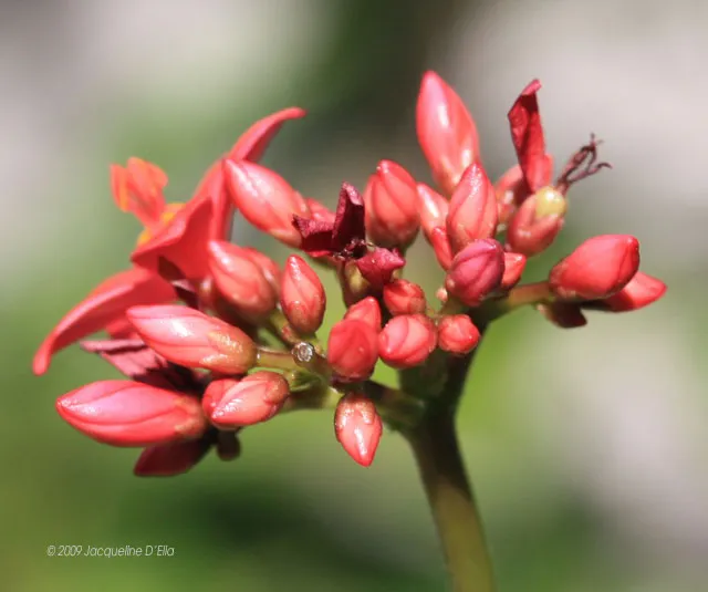 Jatropha Closeup