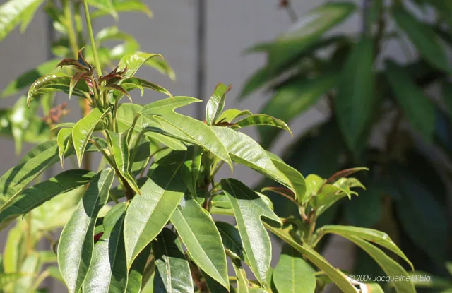A close up of a plant with green leaves.