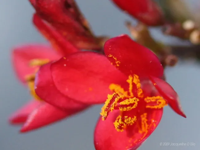 A close up of a red flower with yellow stamens.