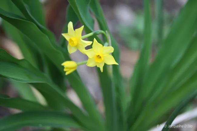 A yellow daffodil is growing on a green plant.