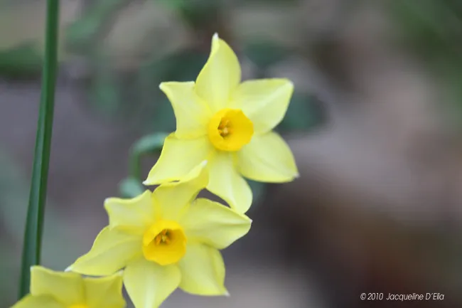 Three yellow daffodils on a stem.