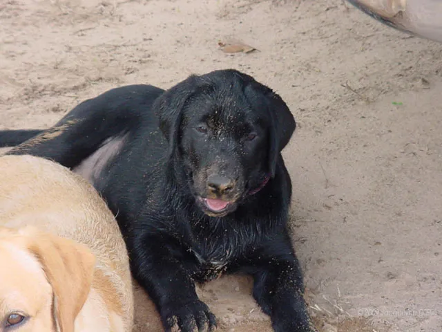 Two dogs laying on the ground next to a truck.