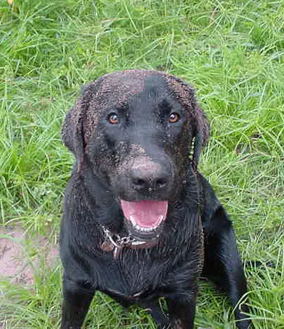 A black dog sitting in the grass.