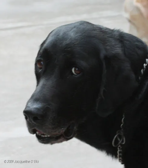 A black labrador retriever looking at the camera.