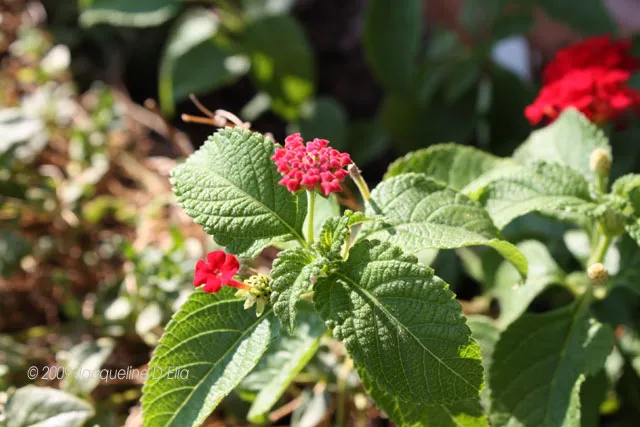 A plant with red flowers and green leaves.
