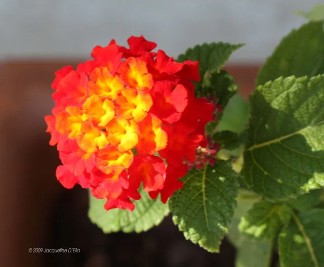 A red and yellow flower is growing in a pot.