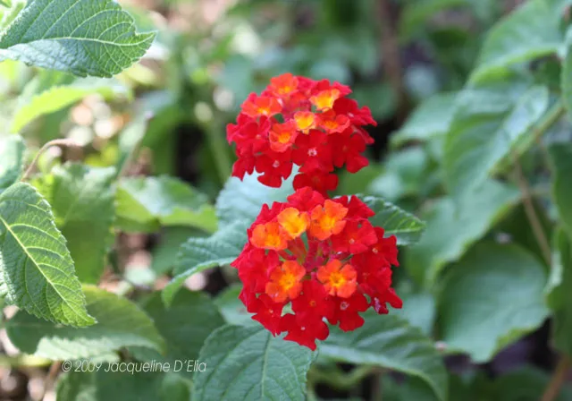 Two red flowers in a garden with green leaves.
