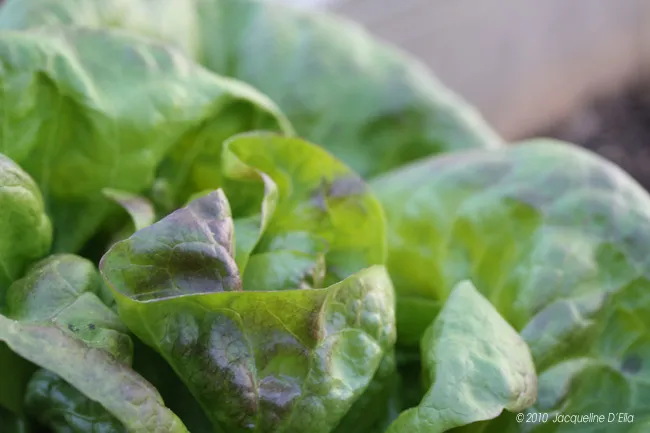 A close up of a lettuce growing in a garden.