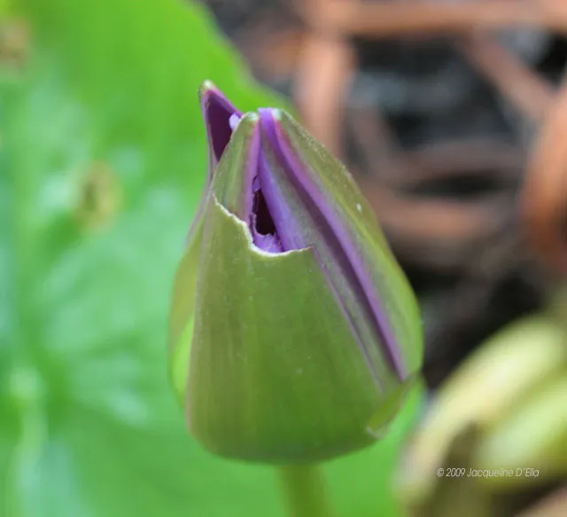 A purple tulip bud with green leaves.