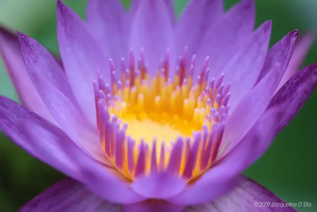 A purple lotus flower with a yellow center.