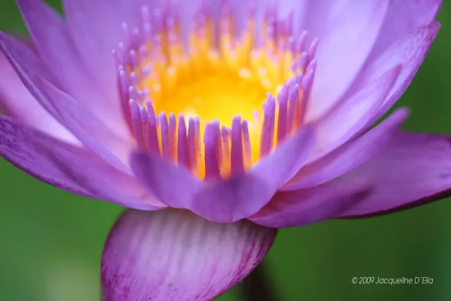 A purple lotus flower with a yellow center.