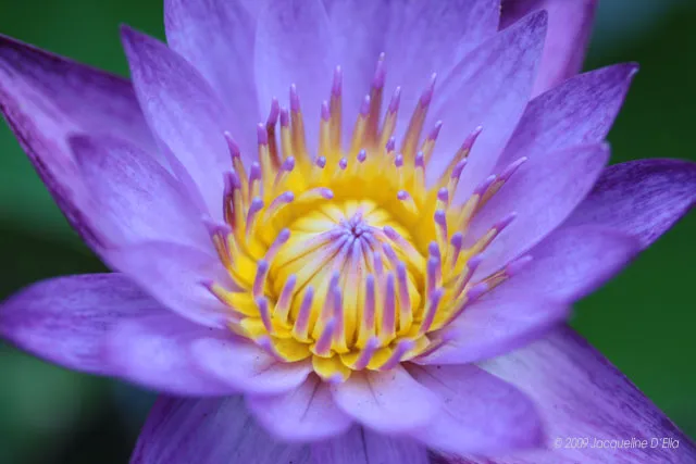 A close up of a purple lotus flower.