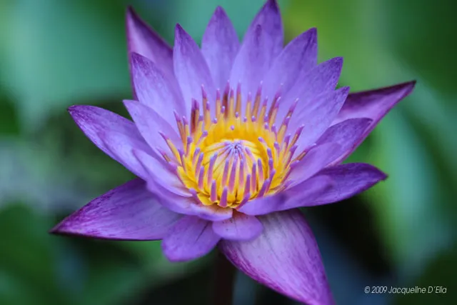 Purple water lily with yellow center.