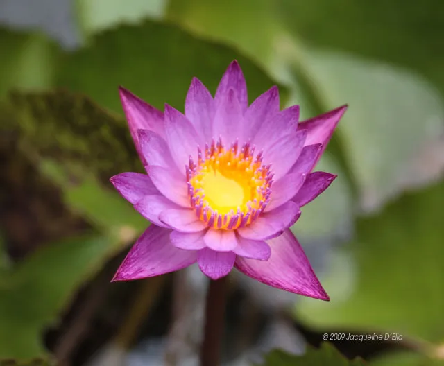 A purple water lily is blooming in a pond.
