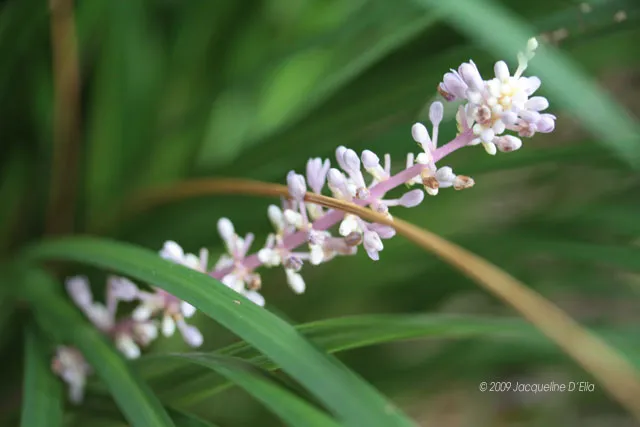 A close up of a pink flower with green leaves.