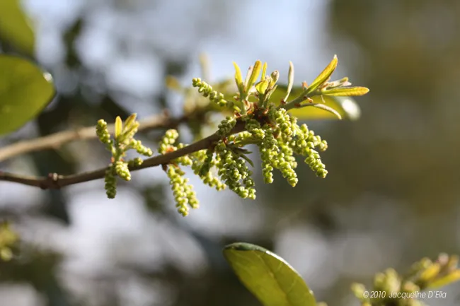 A branch of a tree with small green buds.