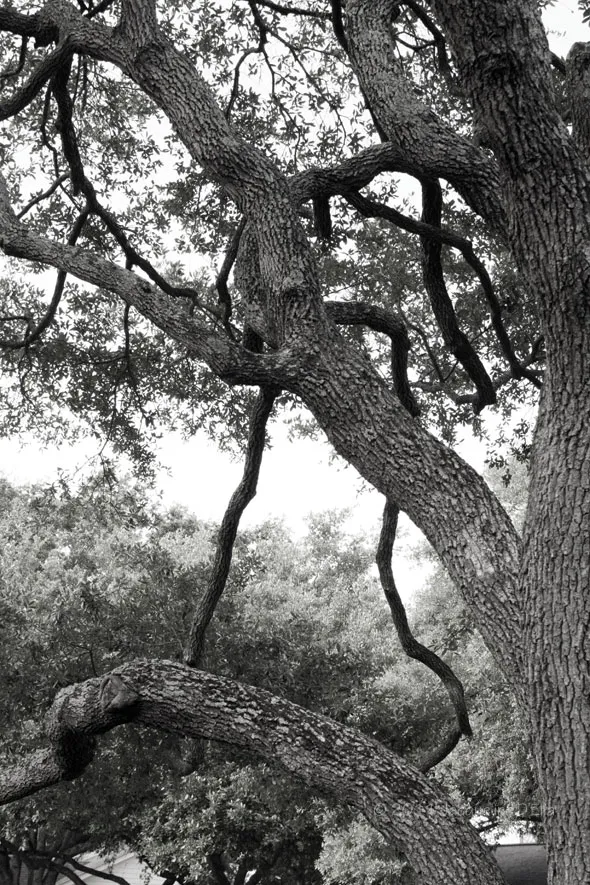 A black and white photo of a tree.