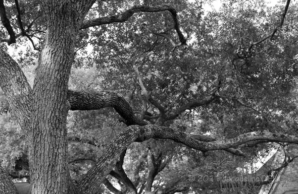 A black and white photo of a tree in front of a house.