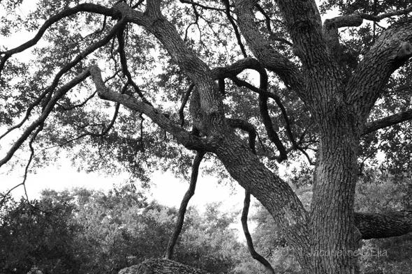 A black and white photograph of a tree.