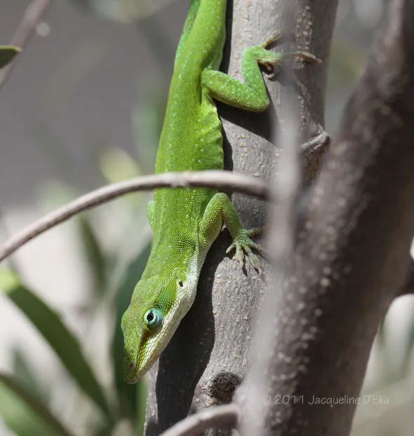 A green lizard on a tree branch.