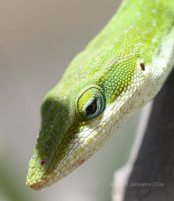 A close up of a green gecko with a blue eye.