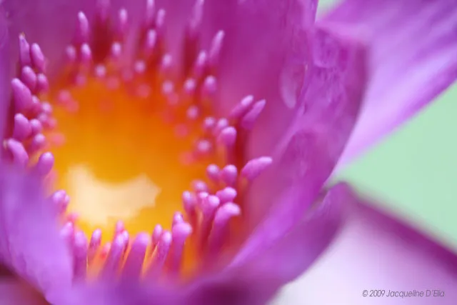 A close up of a purple lotus flower.