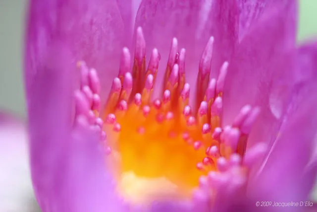 A close up of a purple lotus flower.