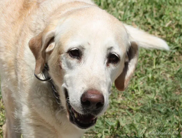 A white labrador dog standing in the grass.