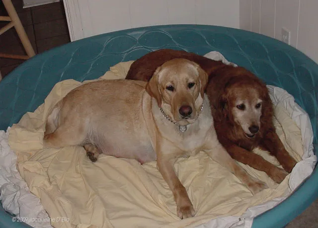 Two dogs laying in a blue tub.