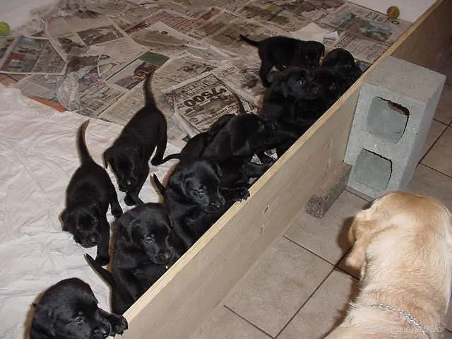 A group of puppies on a bed.