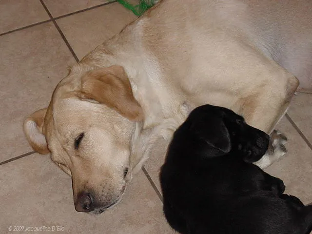 A dog sleeping on a tile floor.