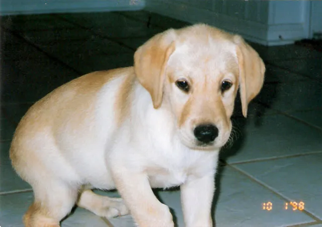 A yellow labrador retriever standing on a tiled floor.